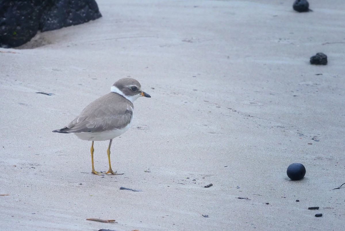 Semipalmated Plover - ML346148471