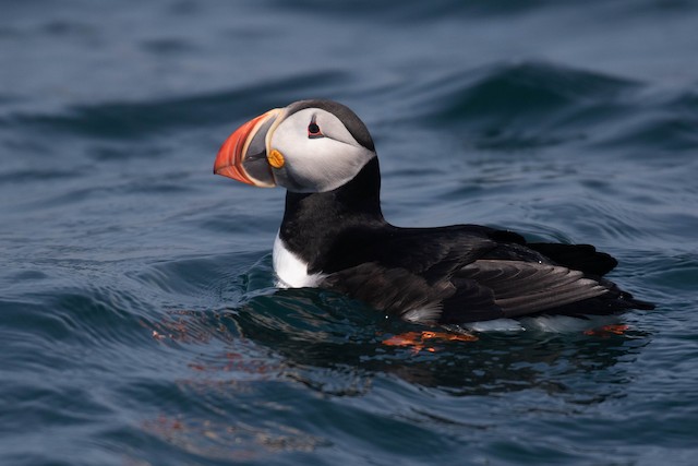 Tufted Puffin - eBird