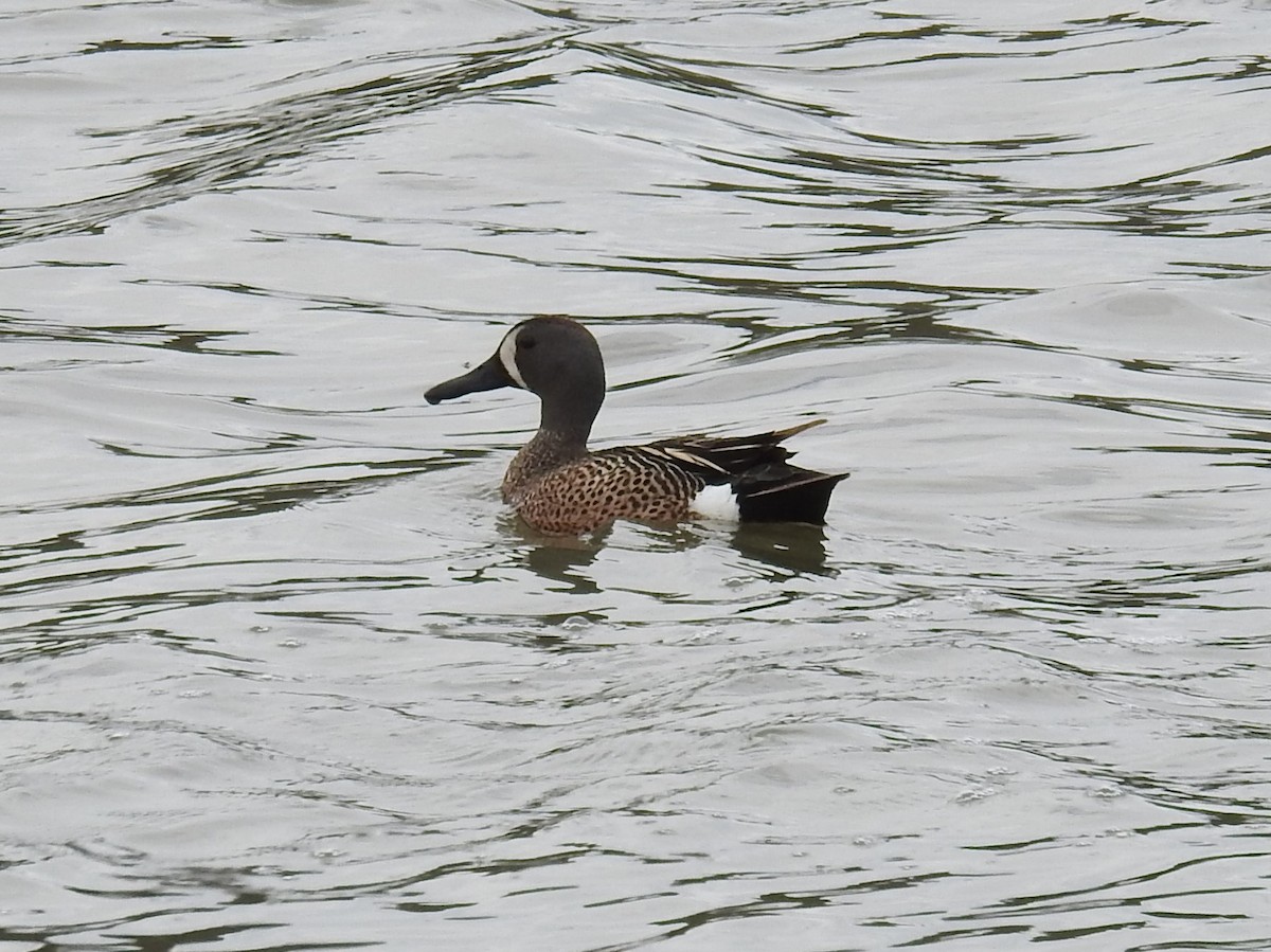 Blue-winged Teal - ML346151561