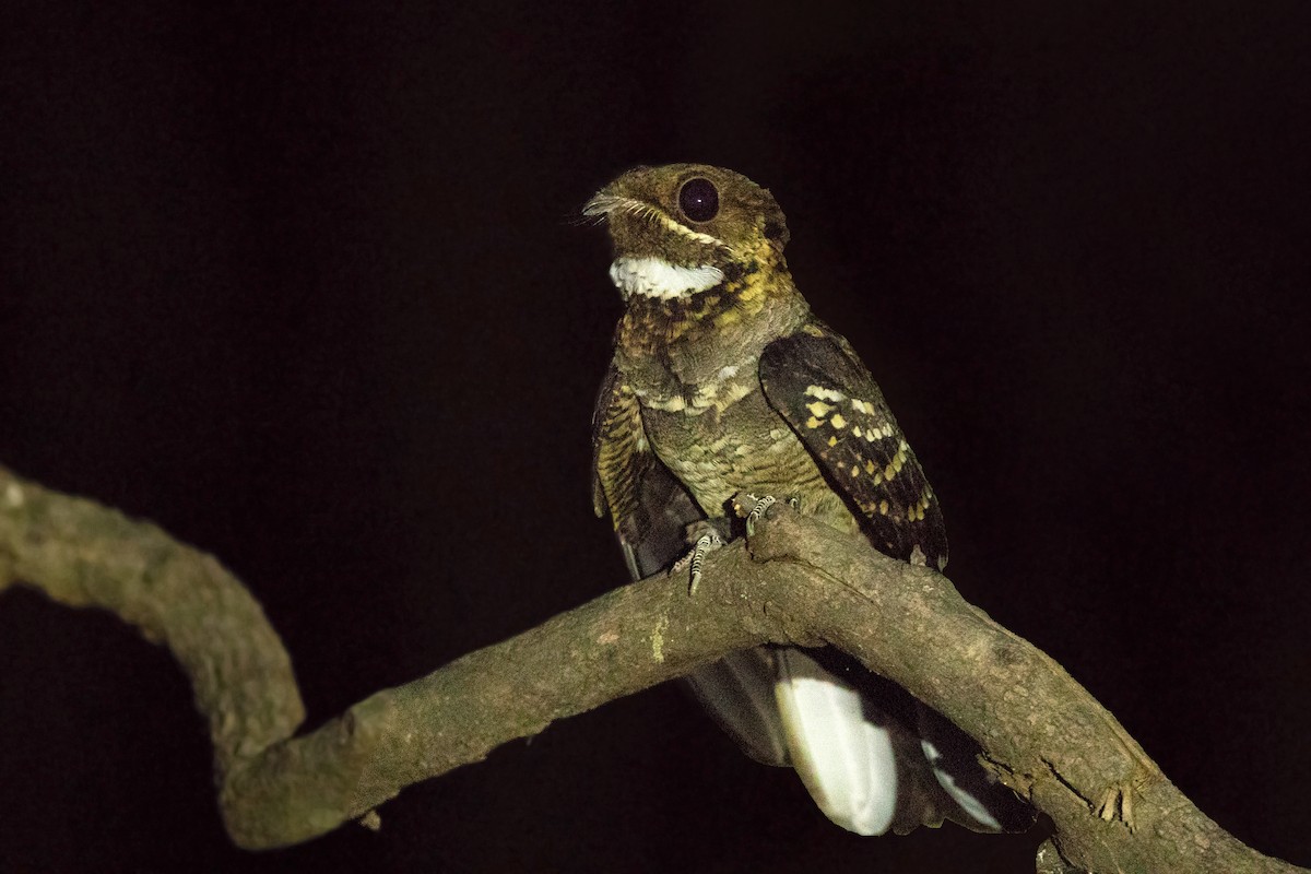 Large-tailed Nightjar - David Irving