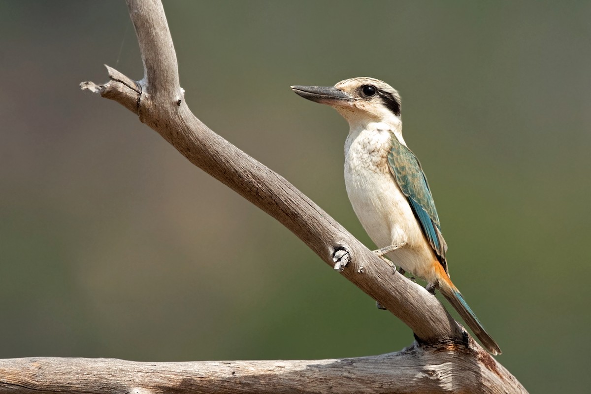 Red-backed Kingfisher - David Irving