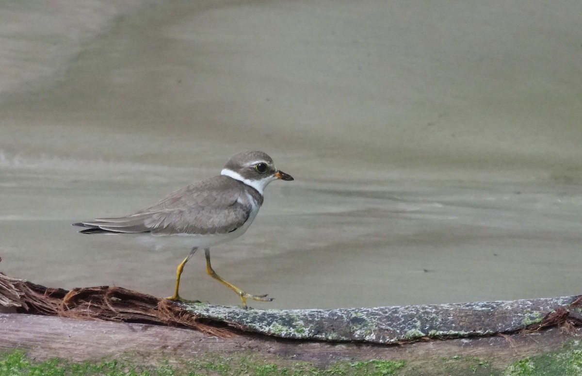 Semipalmated Plover - ML346154531