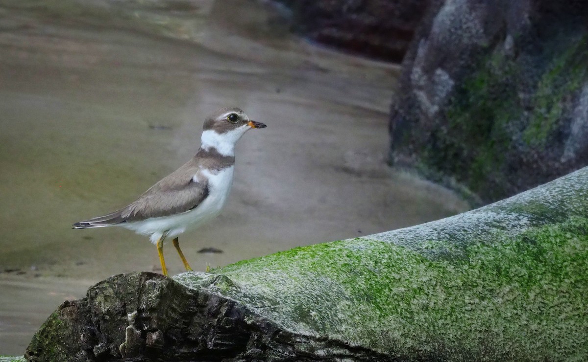 Semipalmated Plover - ML346154551