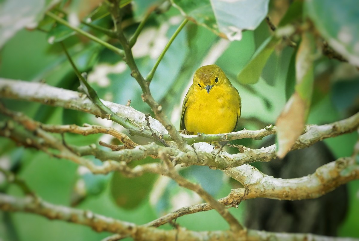 Yellow Warbler (Galapagos) - ML346154651