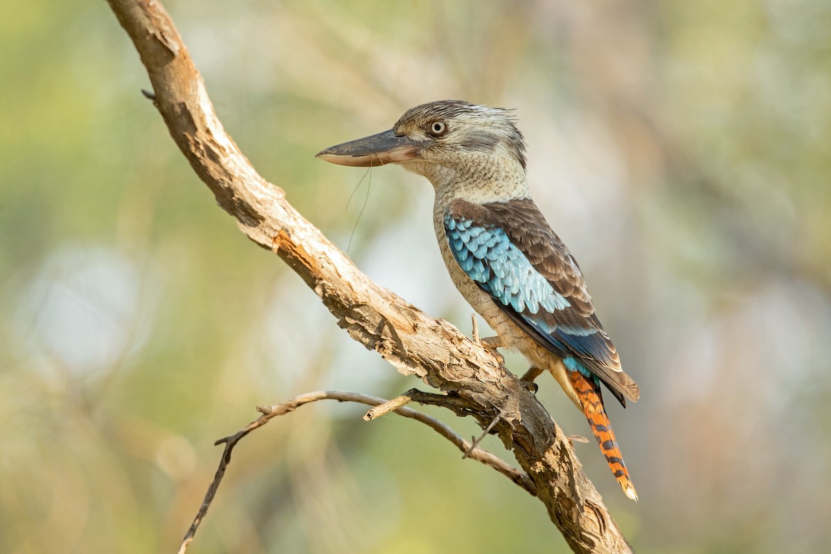 Blue-winged Kookaburra - David Irving