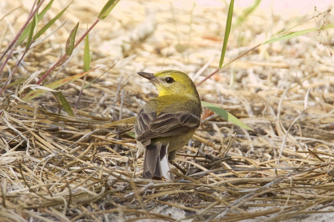 Ebird Checklist Jun Cape Henlopen Sp Fort Miles Species