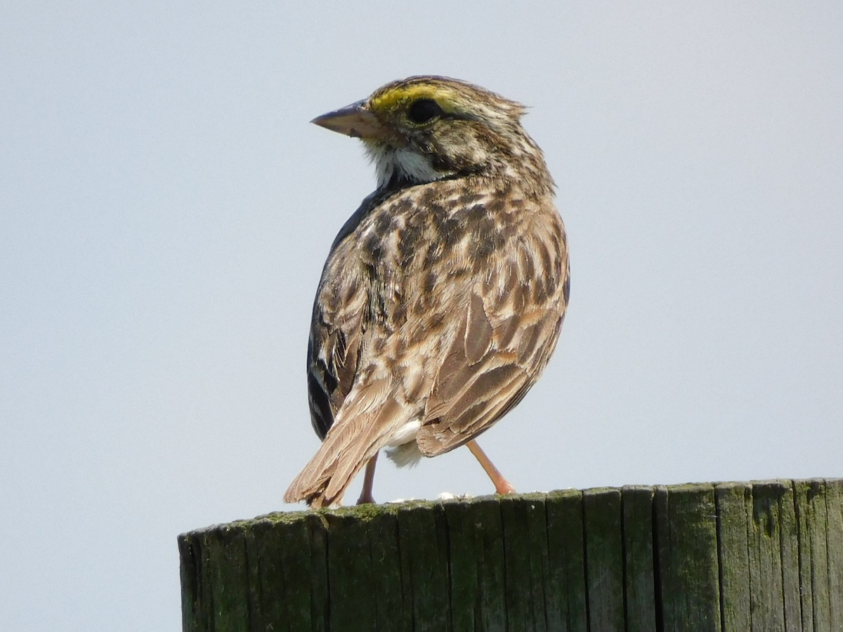 Savannah Sparrow - ML346163461