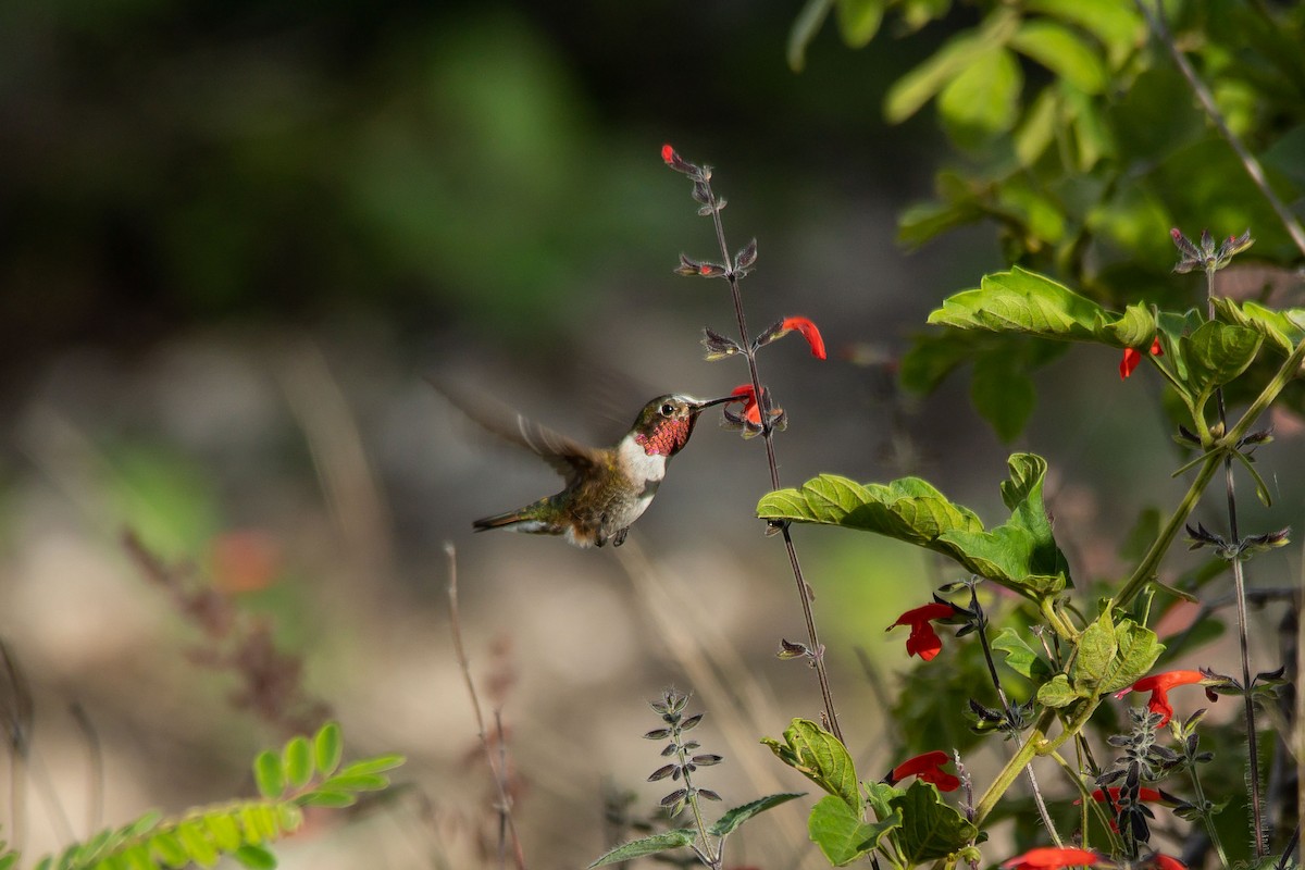 Broad-tailed Hummingbird - Francisco Manuel López Guillén