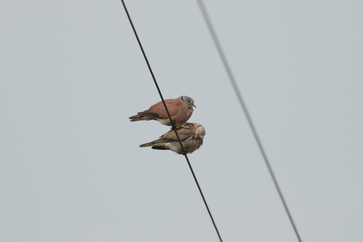 Red Collared-Dove - ML346164671