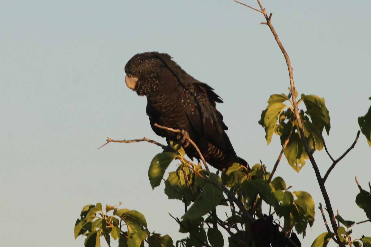 Red-tailed Black-Cockatoo - ML346165621