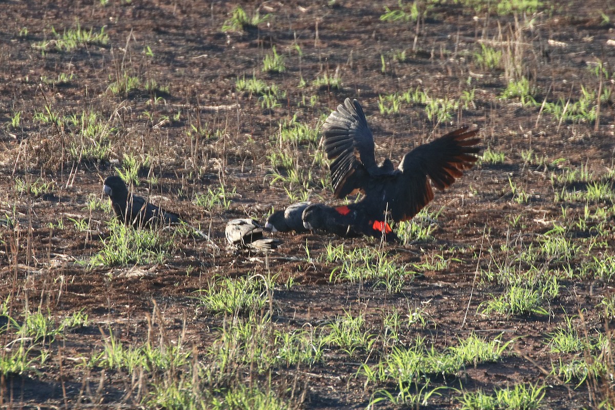 Red-tailed Black-Cockatoo - ML346165641
