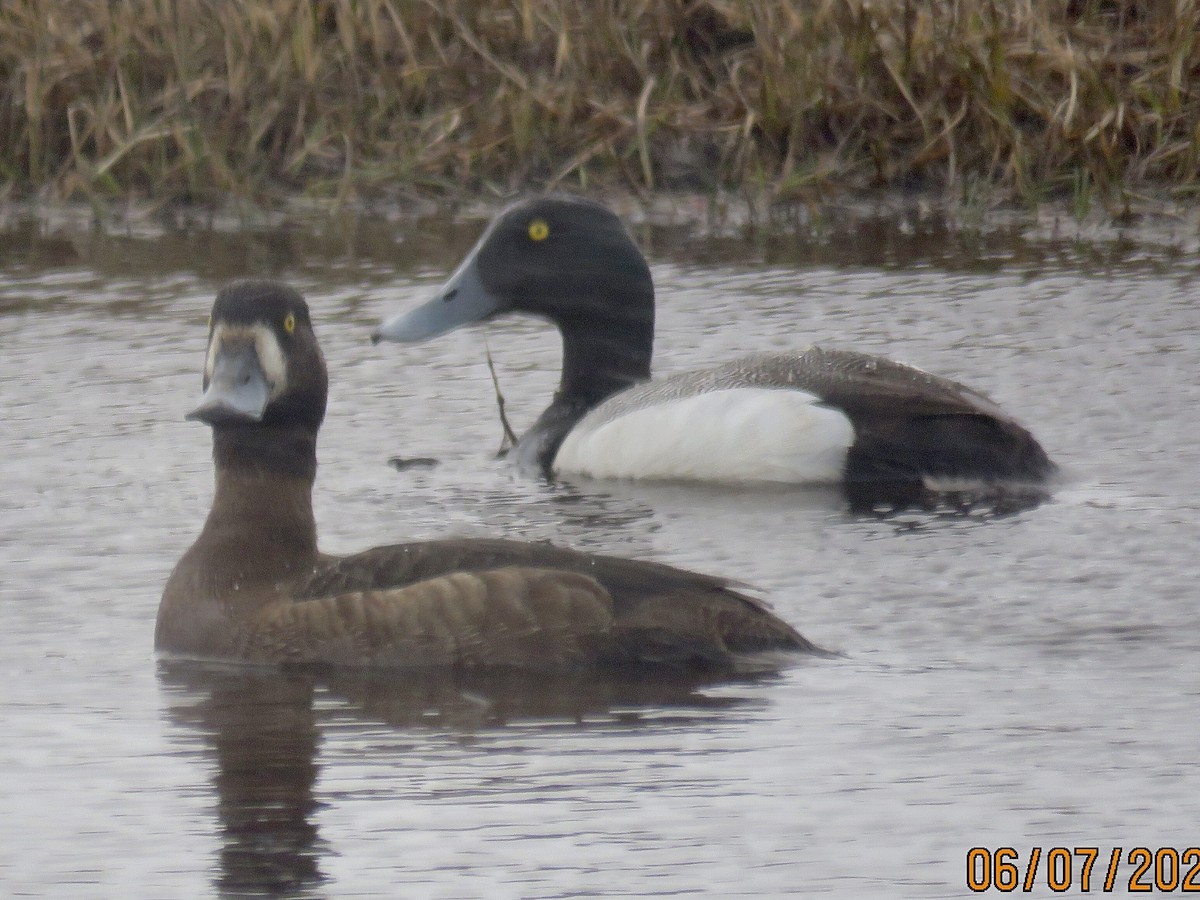 Greater Scaup - ML346167331