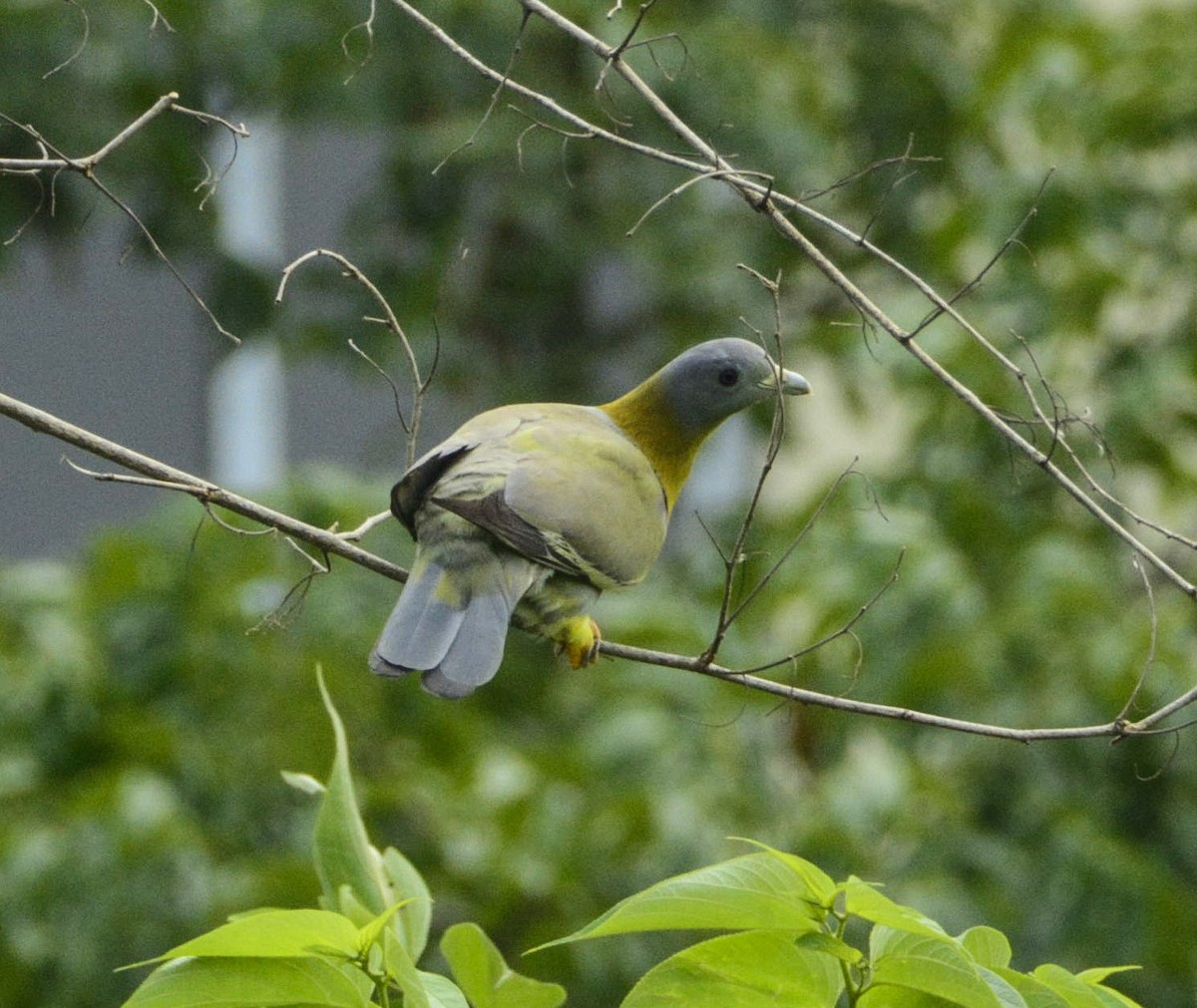 Yellow-footed Green-Pigeon - ML346167991