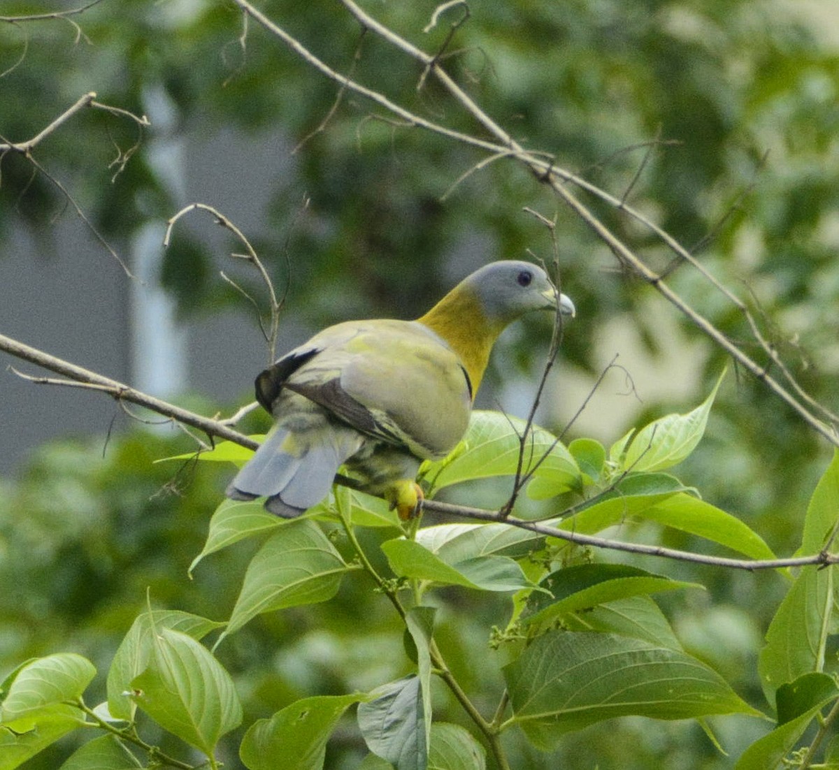 Yellow-footed Green-Pigeon - ML346168001