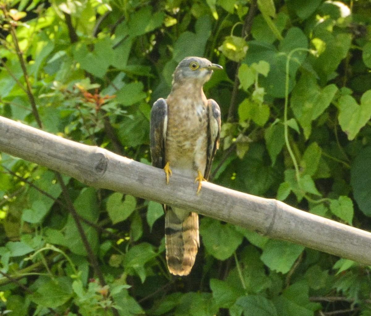 Common Hawk-Cuckoo - SWARUP SAHA