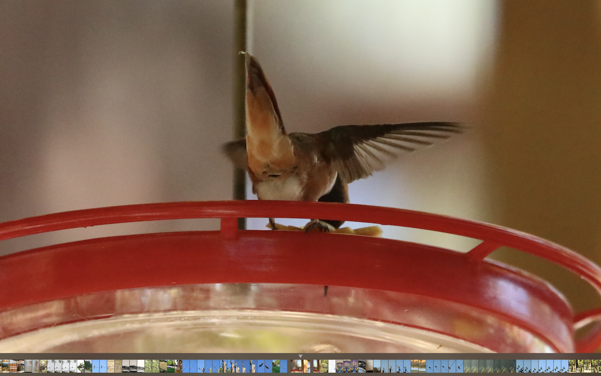 Rufous Hummingbird - ML346168411