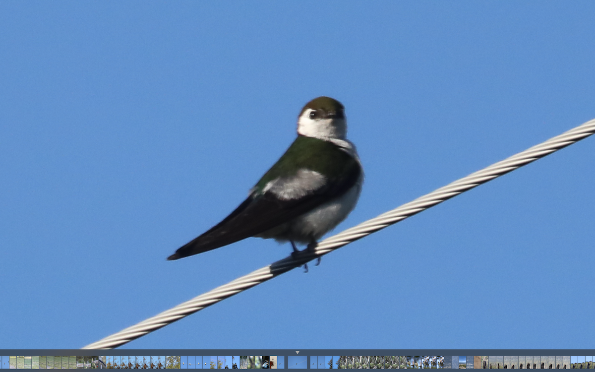 Violet-green Swallow - ML346169181