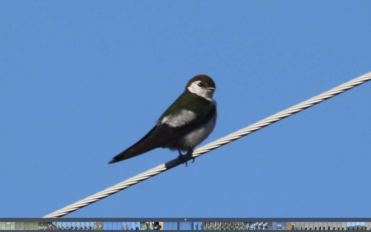 Violet-green Swallow - ML346169201