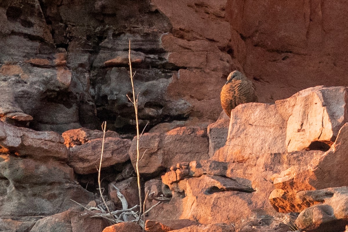holub kimberleyský - ML346170201
