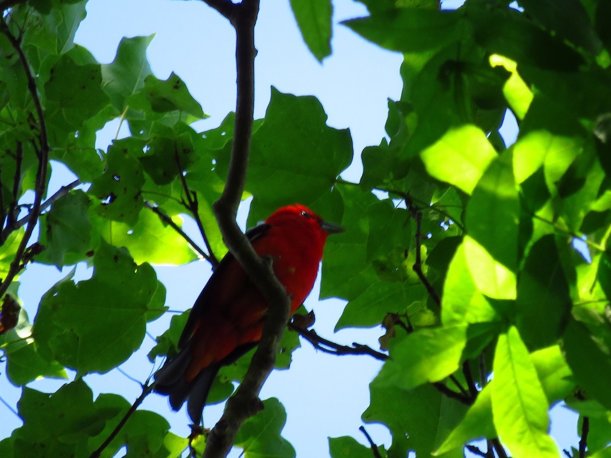 Scarlet Tanager - ML346170471
