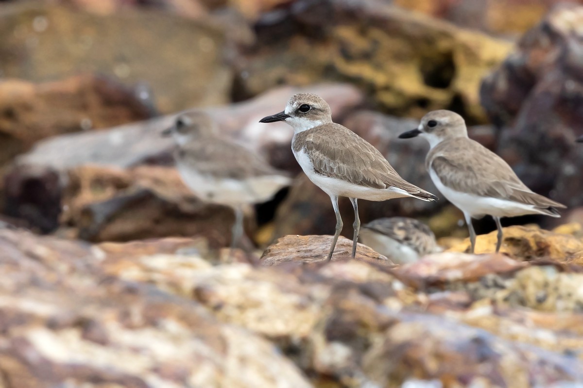 Greater Sand-Plover - David Irving