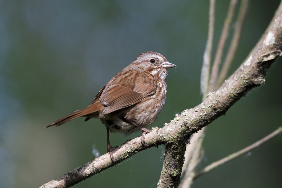Song Sparrow - Neil Pankey