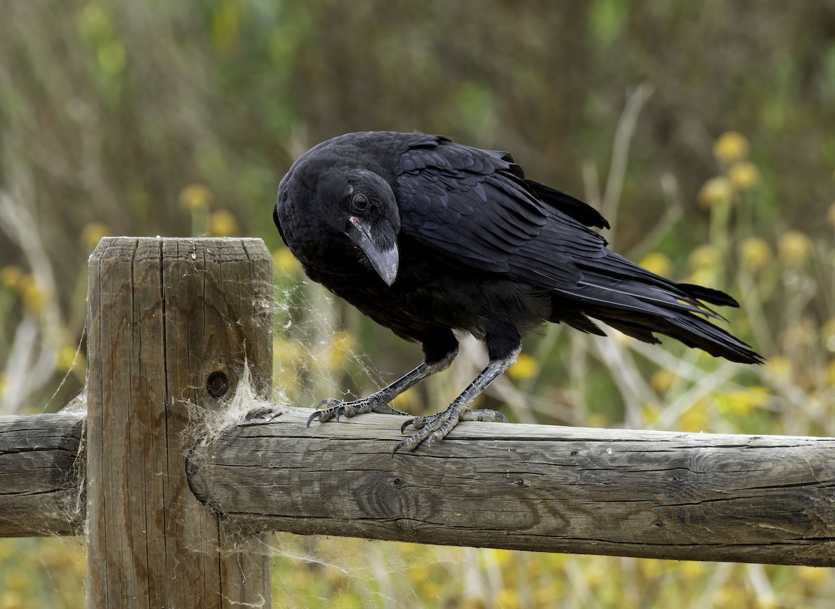 Common Raven - Alison Davies