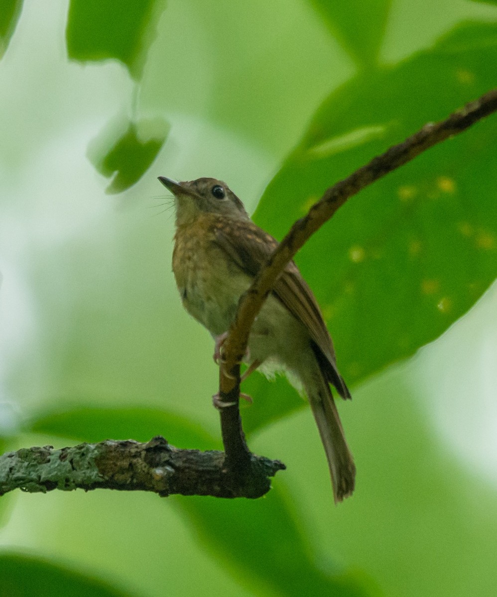 Pale-chinned Flycatcher - ML346182951