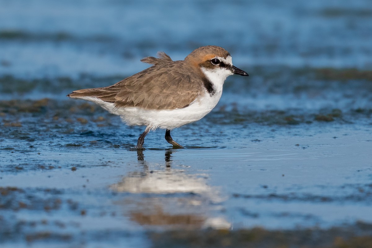 Red-capped Plover - ML346184211