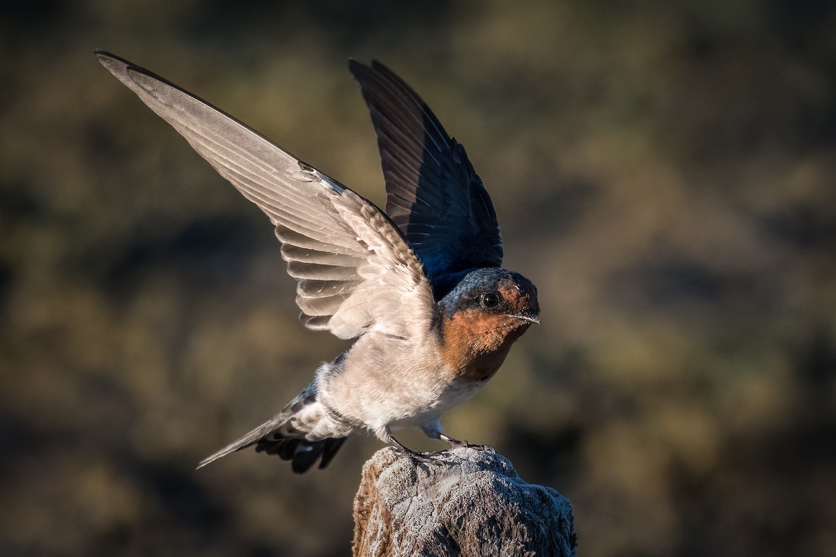 Welcome Swallow - ML346184631