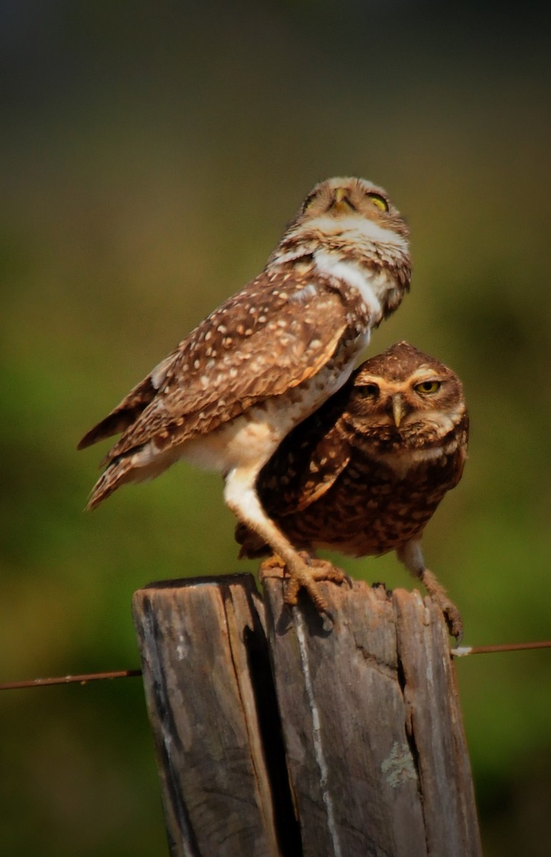 Burrowing Owl - ML34618681