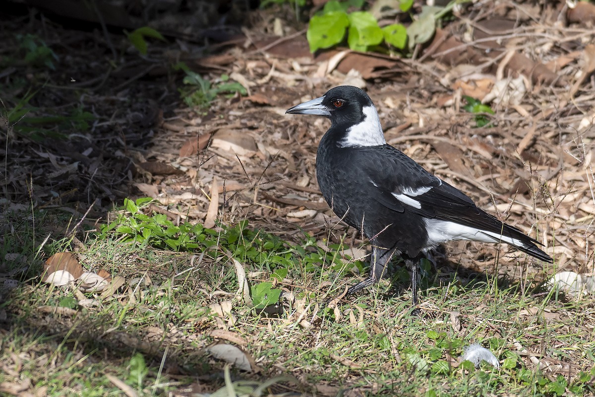 Australian Magpie (Black-backed) - ML346187191