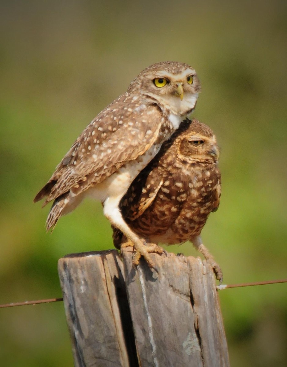 Burrowing Owl - ML34618721