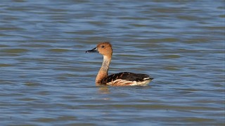 Fulvous Whistling-Duck, ML346189071