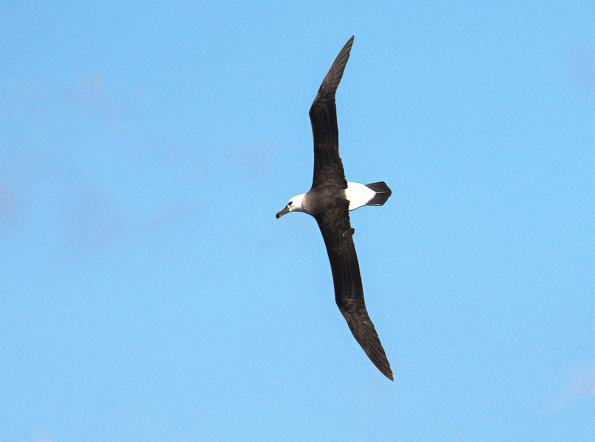 Black-browed Albatross - ML346190661
