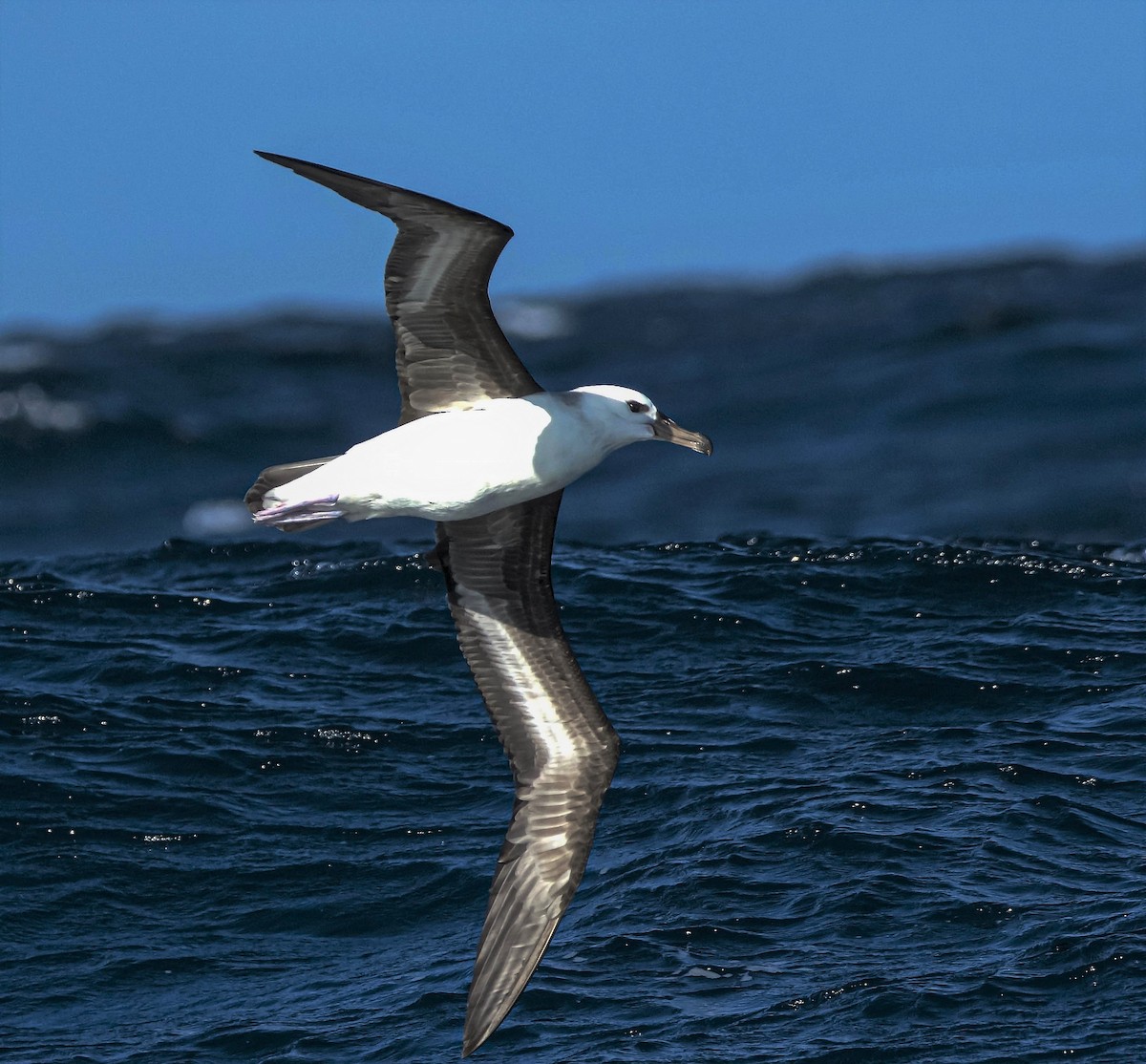 Black-browed Albatross - ML346190681