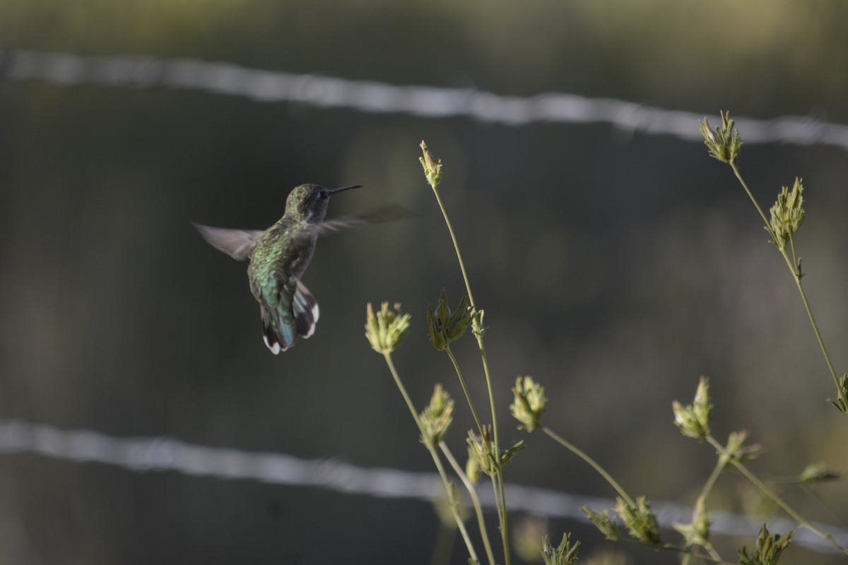 hummingbird sp. - Mary Dufrain