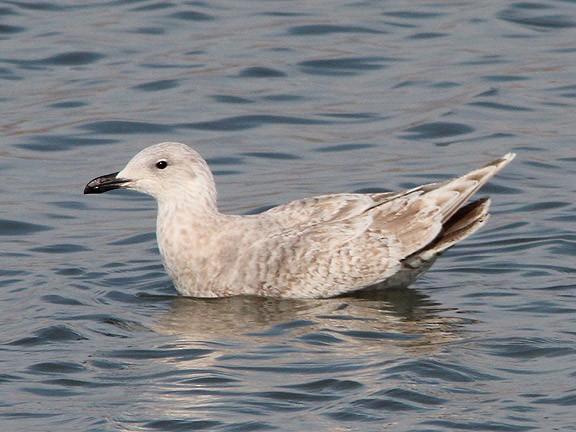 Glaucous-winged Gull - Tim Avery