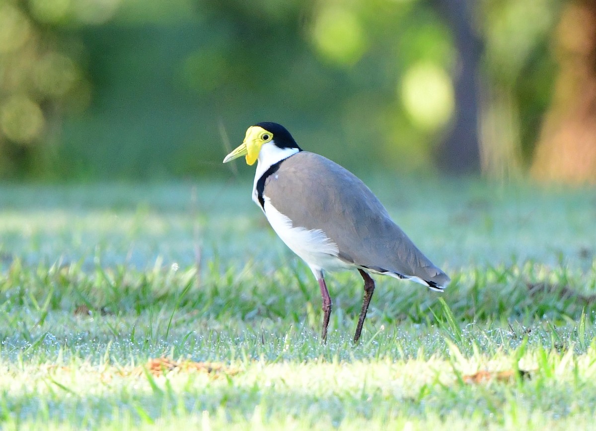 Masked Lapwing - Andy Gee