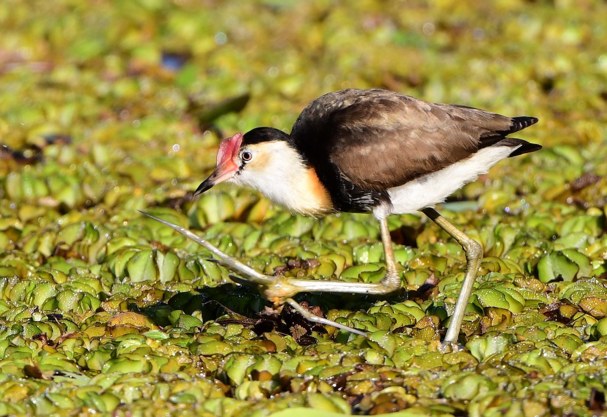 Comb-crested Jacana - Andy Gee