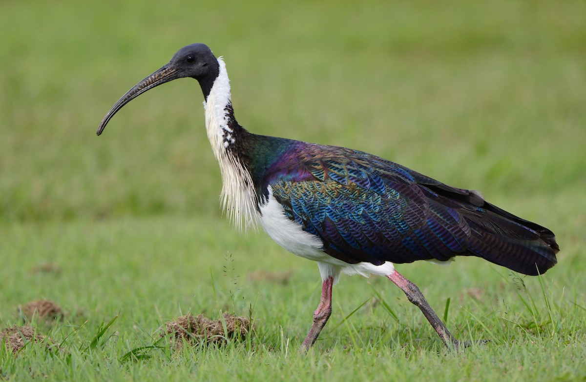 Straw-necked Ibis - Andy Gee