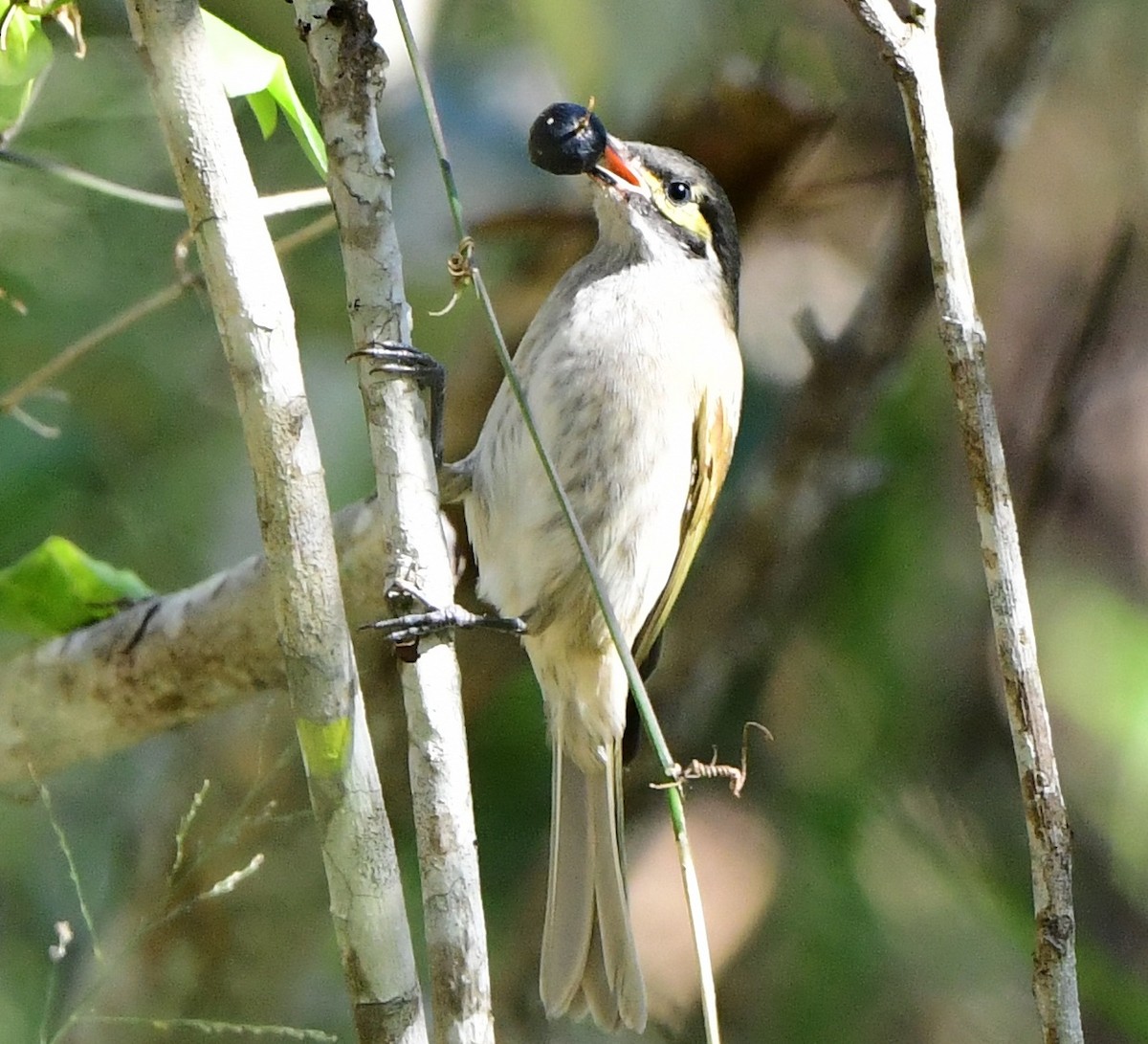 Yellow-faced Honeyeater - Andy Gee