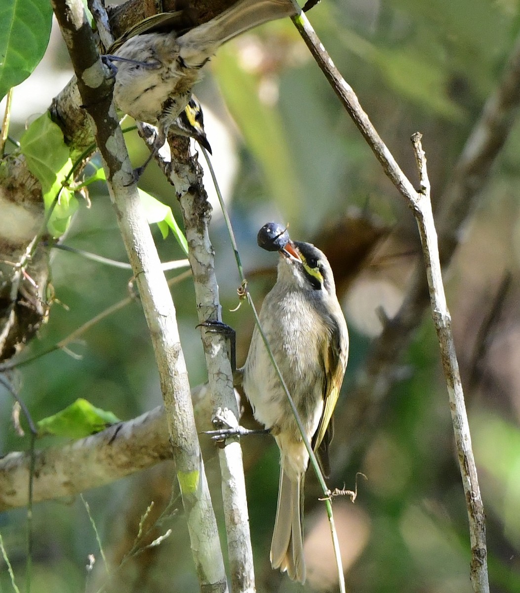 Yellow-faced Honeyeater - Andy Gee
