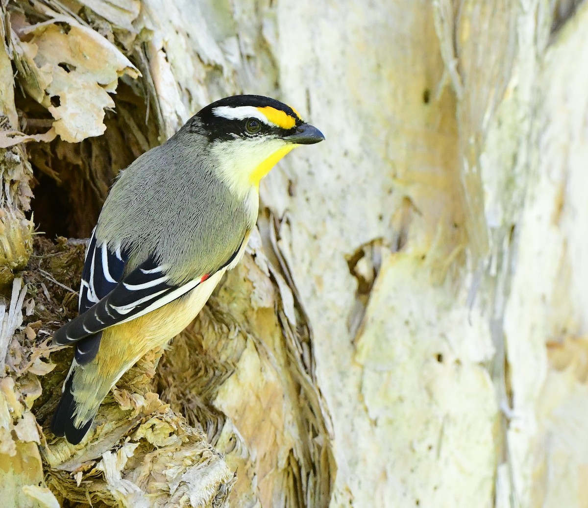 Striated Pardalote - Andy Gee