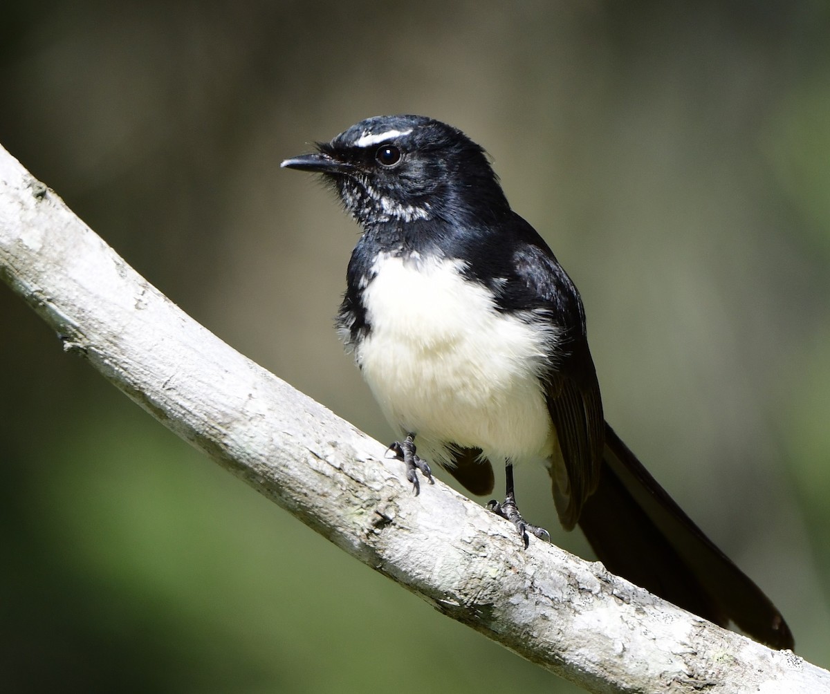 Willie-wagtail - ML346198601