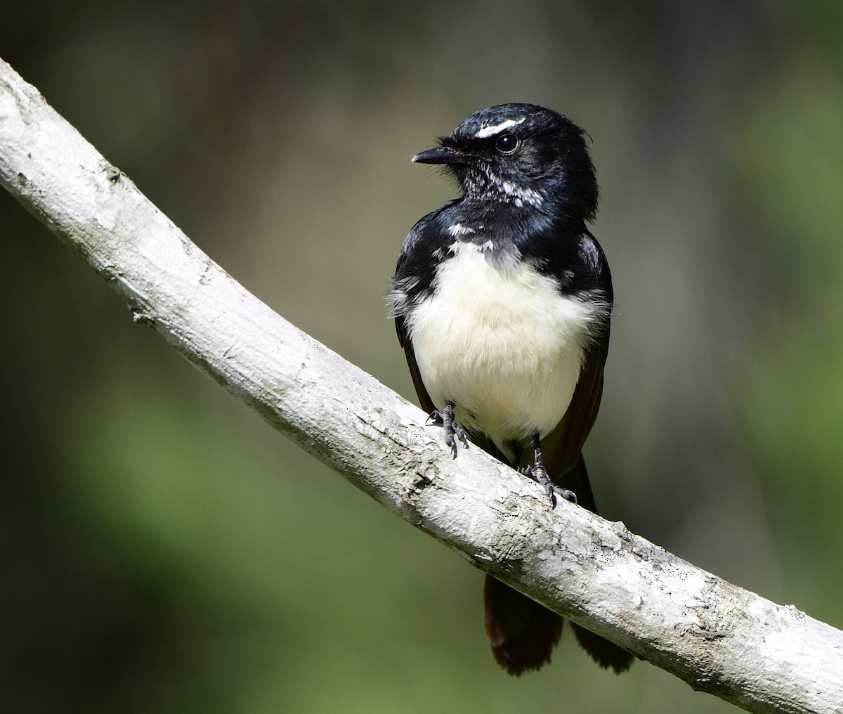 Willie-wagtail - Andy Gee