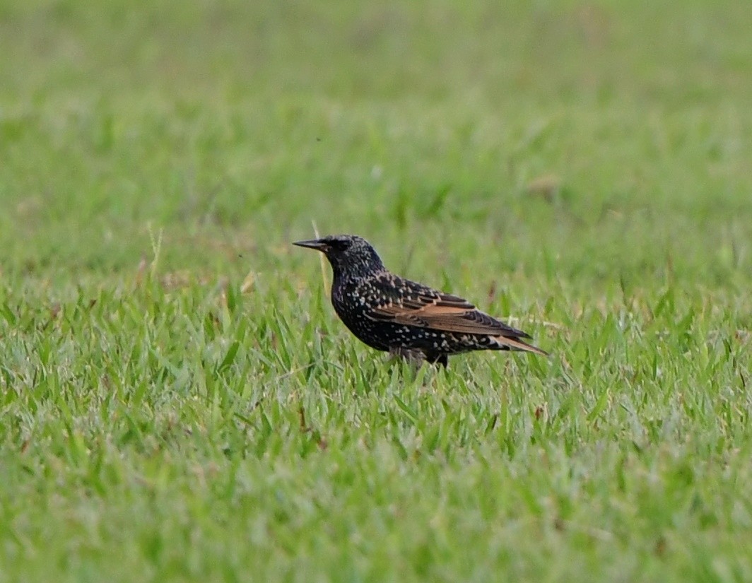 European Starling - Andy Gee