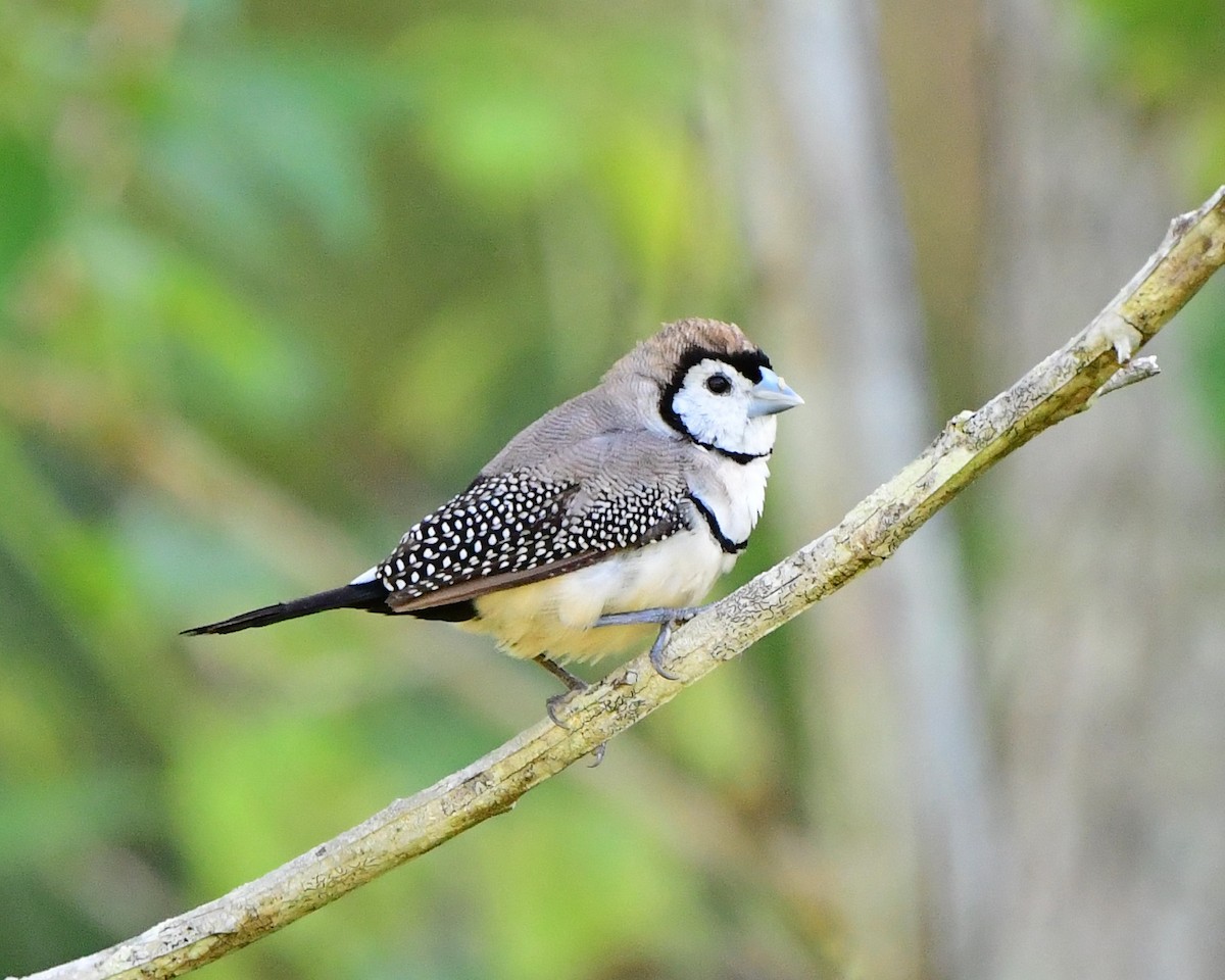 Double-barred Finch - Andy Gee