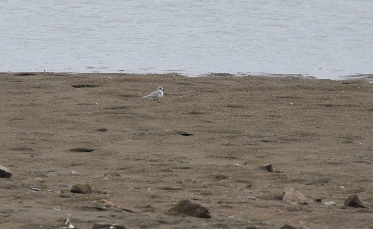 Piping Plover - ML34619951