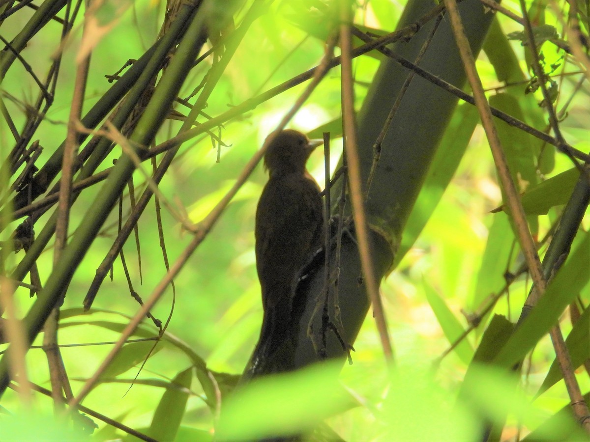 Bamboo Woodpecker - ML346201591